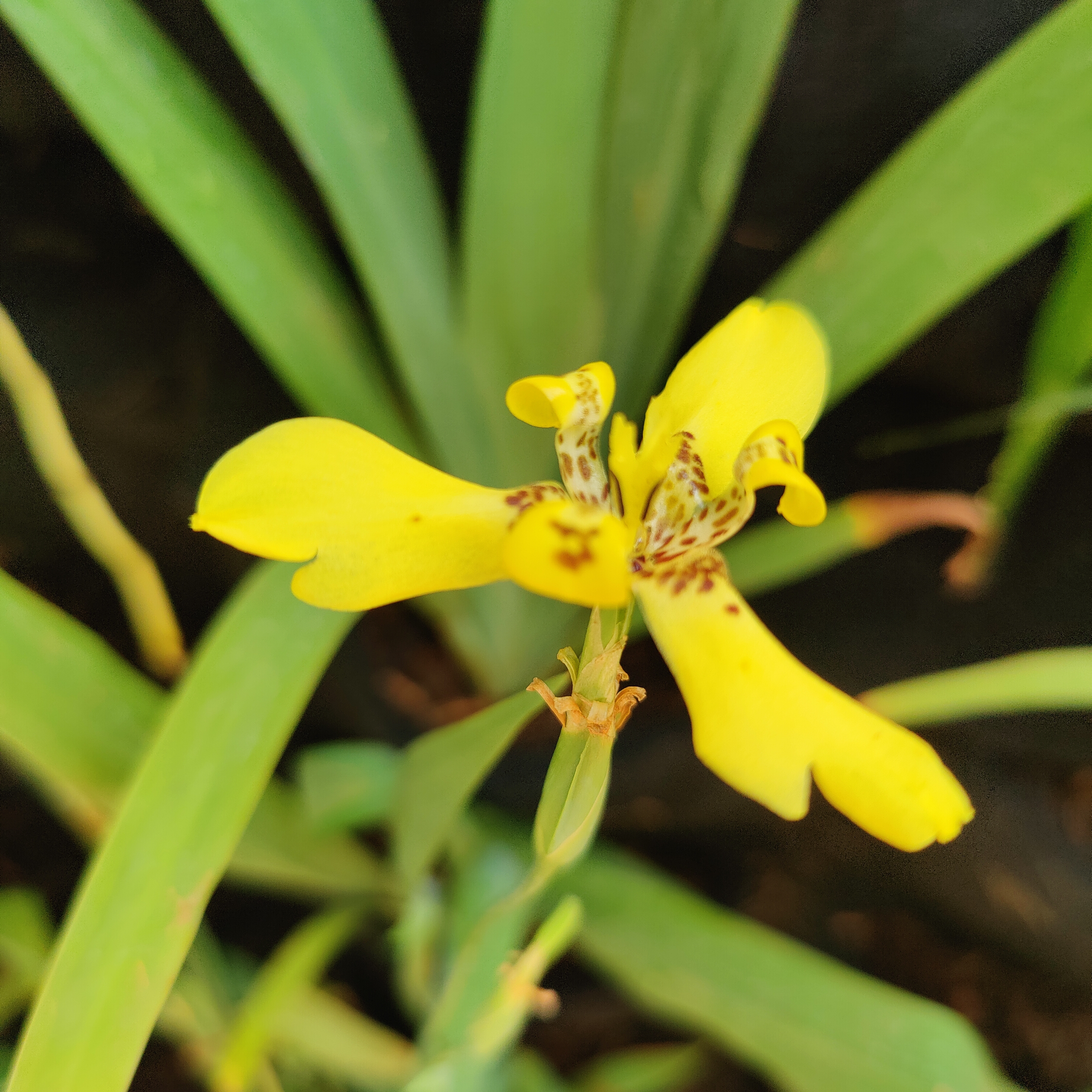 May Flowers Horticulture Installation 90